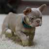 Photo №1. bouledogue - à vendre en ville de Luton | 360€ | Annonce №125621