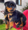 Photo №1. rottweiler - à vendre en ville de Stockholm | négocié | Annonce №113165