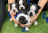 Photo №3. Adorables chiots Boston Terrier en adoption gratuite. Allemagne