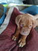 Photo №1. dogue de bordeaux - à vendre en ville de Berlin | Gratuit | Annonce №125186