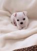 Photo №3. Mini chihuahuas princesse. Serbie