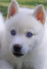 Photo №3. Husky sibérien blanc aux yeux bleus. Georgia