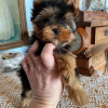 Photo №3. Beaux chiots Yorkshire Terrier à vendre. Allemagne