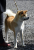 Photo №2 de l'annonce № 106525 de la vente akita (chien) - acheter à Serbie 