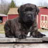 Photo №1. american mastiff - à vendre en ville de Los Angeles | négocié | Annonce №105971