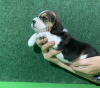 Photo №4. Je vais vendre beagle en ville de Koursk. de la fourrière - prix - 342€