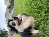 Photo №3. Chihuahua poil long en Fédération de Russie. Annonce № 66323