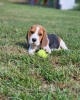 Photo №3. Beaux chiots Beagle. Allemagne