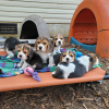 Photo №3. beaux chiots beagle. Allemagne