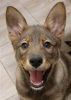 Photo №2 de l'annonce № 76695 de la vente chien bâtard - acheter à Fédération de Russie annonce privée