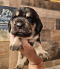 Photo №1. beagle - à vendre en ville de New york | 284€ | Annonce №102889