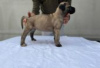 Photo №1. cane corso - à vendre en ville de Berlin | Gratuit | Annonce №126913