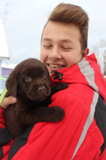 Photo №3. Chiot Labrador Retriever. Fédération de Russie