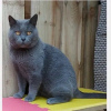 Photo №1. chartreux - à vendre en ville de Paris | négocié | Annonce № 123149