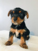 Photo №3. Teacup Yorkshire Terrier Puppy en adoption gratuite. Allemagne