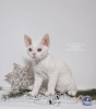 Photo №2 de l'annonce № 44544 de la vente devon rex - acheter à USA éleveur