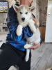 Photo №1. husky de sibérie - à vendre en ville de Half Moon Bay | 237€ | Annonce №64320