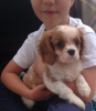 Photo №3. Adorables chiots Cavalier King Charles en adoption gratuite. Allemagne