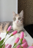 Photo №1. exotic shorthair - à vendre en ville de Minsk | Gratuit | Annonce № 114681