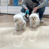 Photo №1. bichon à poil frisé - à vendre en ville de Berlin | 250€ | Annonce №117298