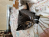 Photo №1. chat de gouttière - à vendre en ville de Armadale | 1420€ | Annonce № 104268