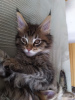 Photo №1. maine coon - à vendre en ville de Харлем | 300€ | Annonce № 109189