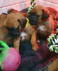 Photos supplémentaires: Chiots Boxer à vendre