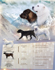 Photos supplémentaires: Chiots mignons du chien de berger d'Asie centrale SAO