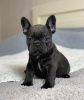 Photo №1. bouledogue - à vendre en ville de Дублин | négocié | Annonce №123716