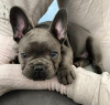 Photo №1. bouledogue - à vendre en ville de Berlin | négocié | Annonce №121757