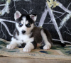 Photo №4. Je vais vendre husky de sibérie en ville de Даллас.  - prix - 312€