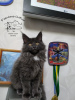 Photo №4. Je vais vendre maine coon en ville de Kamenskoe. de la fourrière, éleveur - prix - 672€