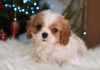 Photo №2 de l'annonce № 33340 de la vente cavalier king charles spaniel - acheter à Allemagne annonce privée, éleveur