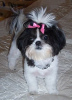 Photo №2 de l'annonce № 9234 de la vente shih tzu - acheter à USA éleveur