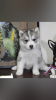 Photos supplémentaires: Chiots Husky sibérien