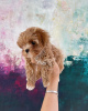 Photo №3. maltipoo. Allemagne