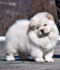 Photo №1. chow-chow - à vendre en ville de Stockholm | négocié | Annonce №113205