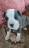 Photo №3. Chiots American Staffordshire Terrier bleu. Serbie