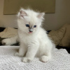 Photo №4. Je vais vendre ragdoll en ville de Munich. annonce privée, éleveur - prix - 255€