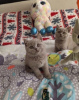 Photo №1. british shorthair - à vendre en ville de Hong Kong | Gratuit | Annonce № 104619