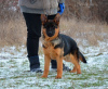 Photos supplémentaires: Très beaux chiots, docs FCI.