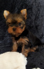 Photo №1. yorkshire terrier - à vendre en ville de Балыкесир | 473€ | Annonce №43730