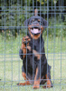 Photos supplémentaires: Chiots Rottweiler