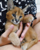 Photo №1. caracal - à vendre en ville de Los Angeles | négocié | Annonce № 87182