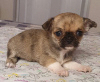Photo №3. Chihuahua Mini Garçon Sable Rouge. Fédération de Russie