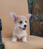 Photos supplémentaires: Chiots Welsh Corgi Pembroke