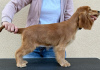 Photo №4. Je vais vendre cocker spaniel anglais en ville de Ada.  - prix - 500€