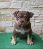 Photo №3. Chiots American Bully Pocket. Fédération de Russie