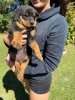 Photo №1. rottweiler - à vendre en ville de Гамбург | 250€ | Annonce №124496