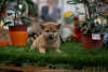 Photo №1. shiba - à vendre en ville de Нови Сад | Gratuit | Annonce №82743